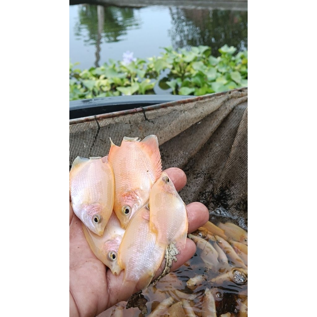 gurami Padang ukur korek bensol min pembelian 5