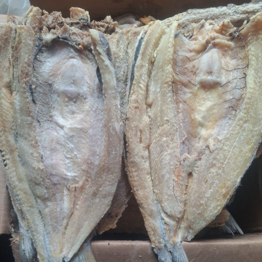 ikan asin gabus laut/bloso