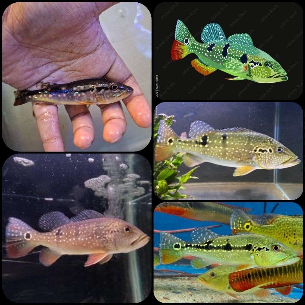 ikan hias peacock bass pinima untuk aquarium dan aquascape