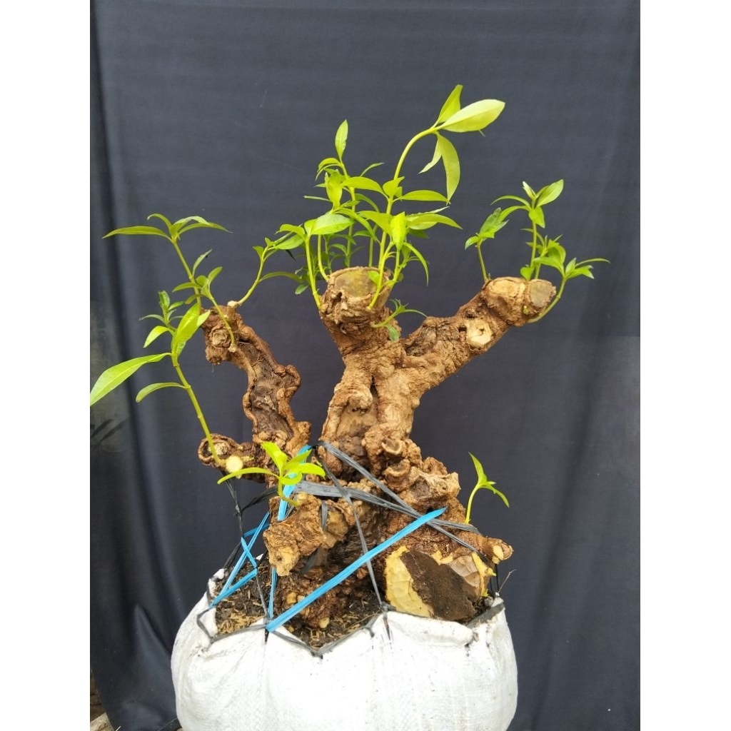 Bahan bonsai pohon Pule real pict