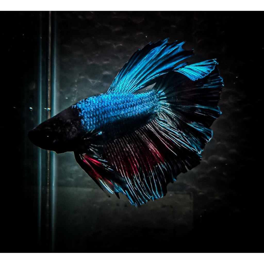 ikan cupang halfmoon