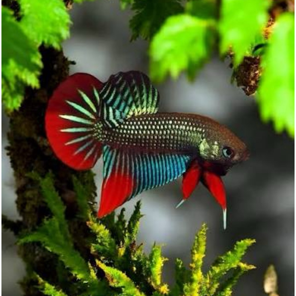 betta imbellis