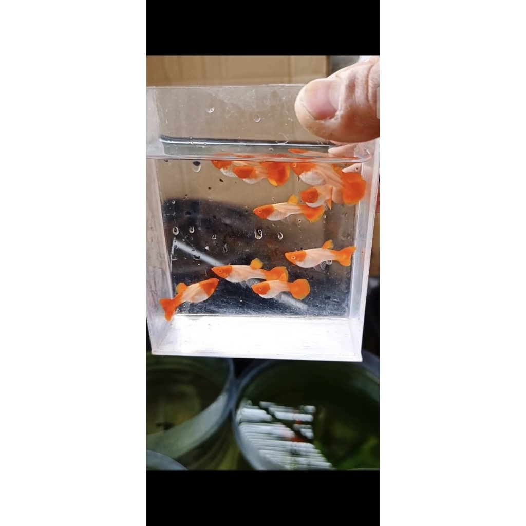 Ikan Guppy Albino Koi Red Ear