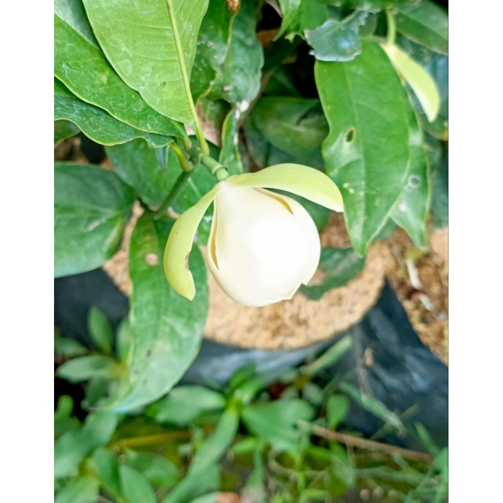 Magnolia Coconut / Cempaka Telur