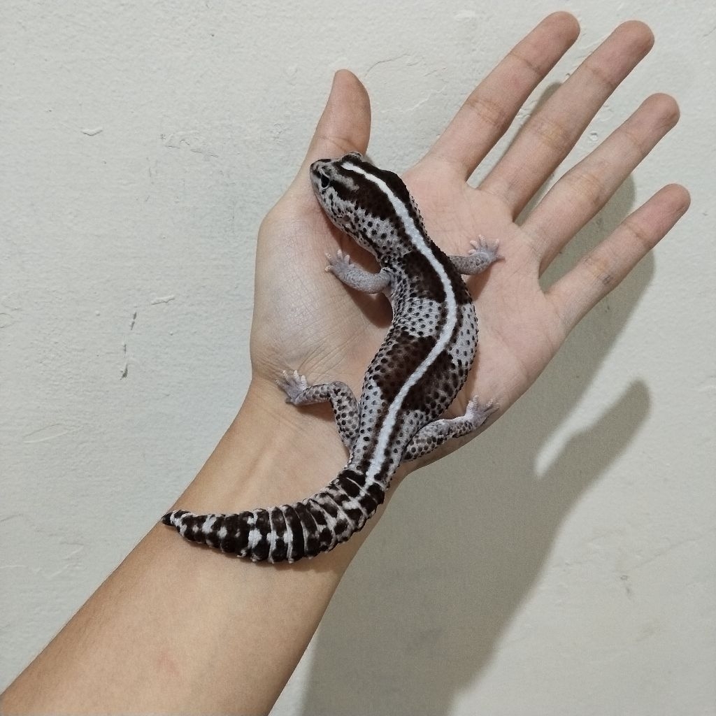 Harga african fat tail gecko Terbaru Jun 2026 | BigGo Indonesia