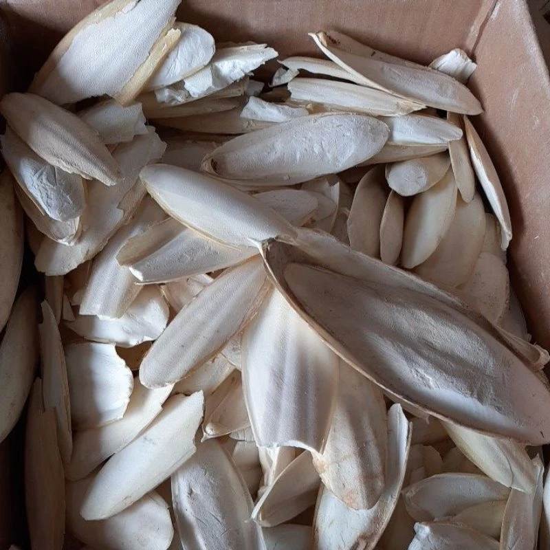 Tulang Sotong Kering Vitamin Burung Makanan Burung Kura Kura Ukuran 3-20 Cm