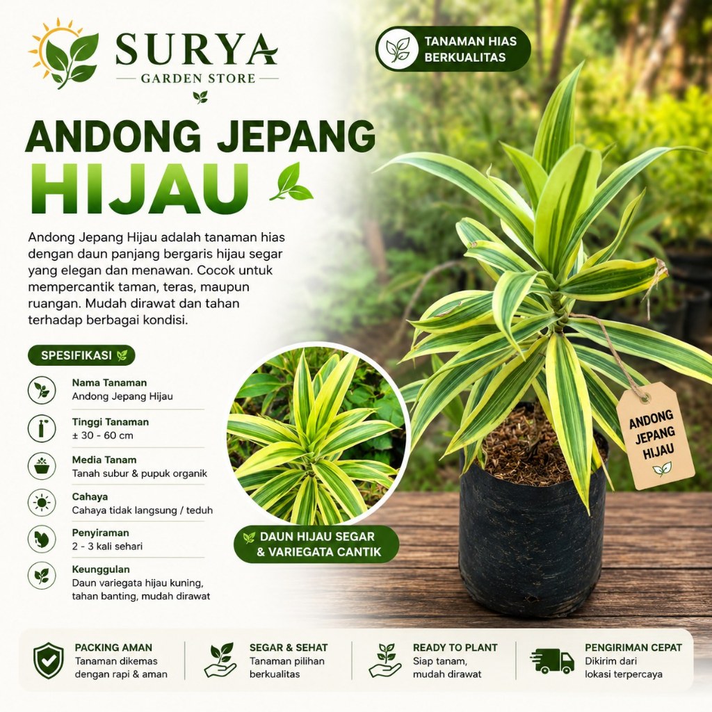 TANAMAN HIAS ANDONG HIJAU ANDONG JEPANG HIJAU /TANAMAN HIAS CORDYLINE RED SISTER / HANJUANG / ANDONG
