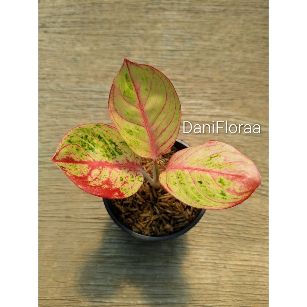 Aglaonema Goliath Super Red