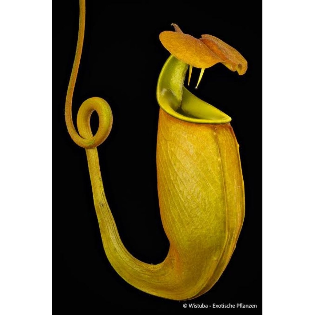 Nepenthes bicalcarata