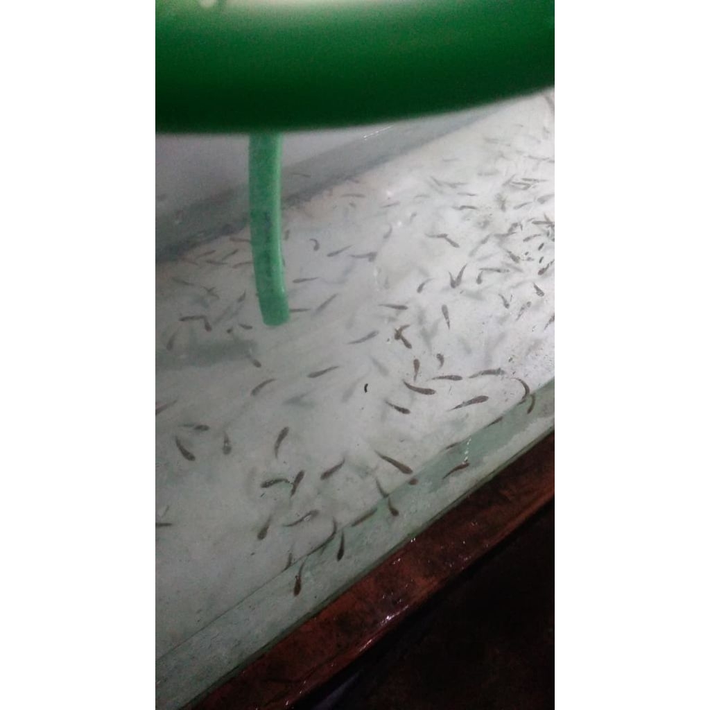 channa orna yl 4cm