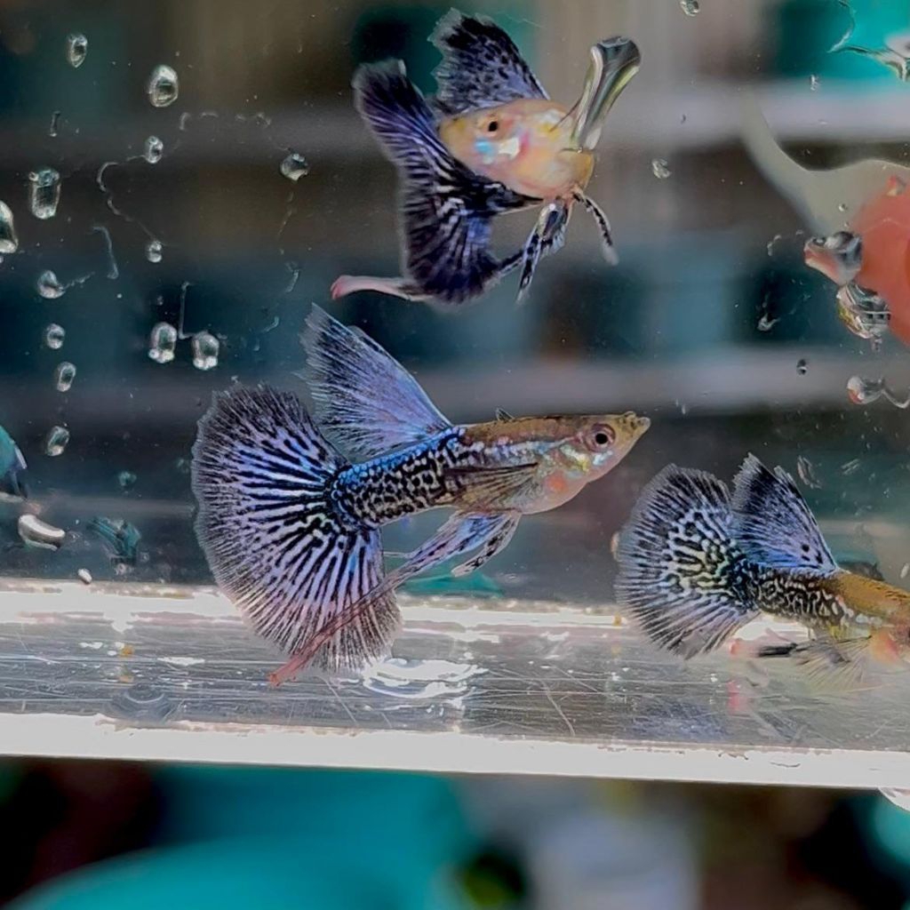 guppy blue dragon_ribbon