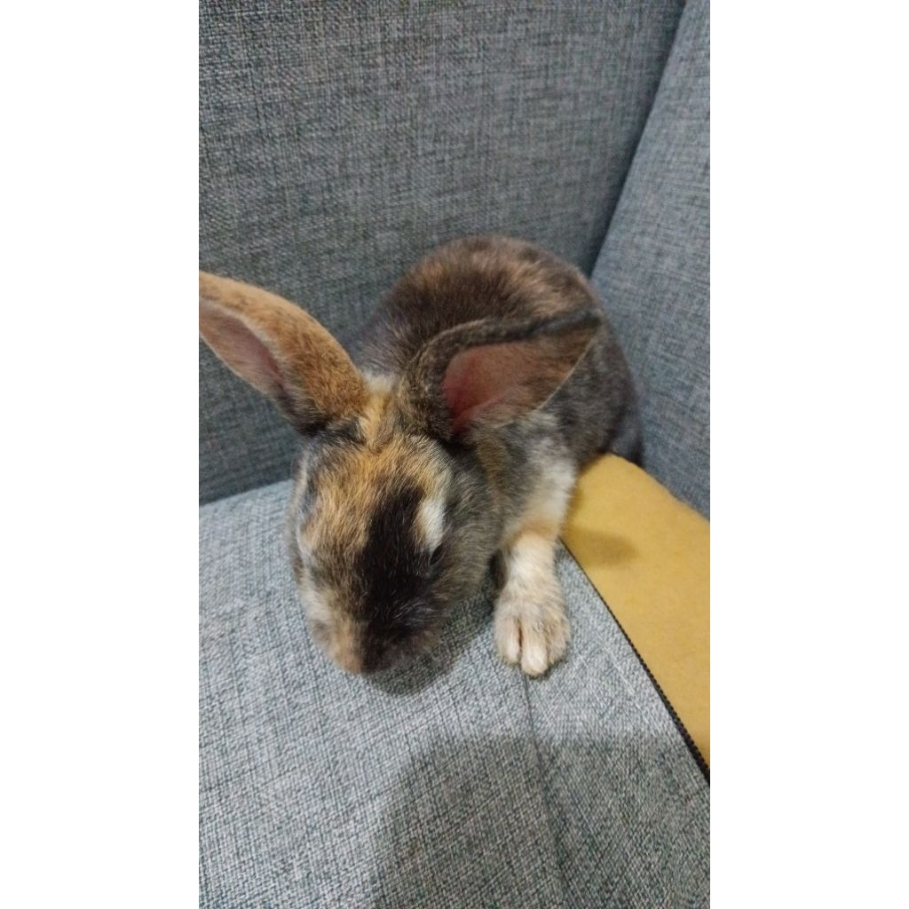kelinci rex