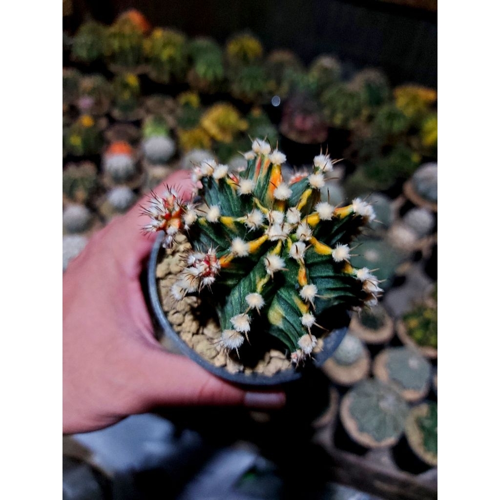 gymno starfire on pot 8cm size clon indukan