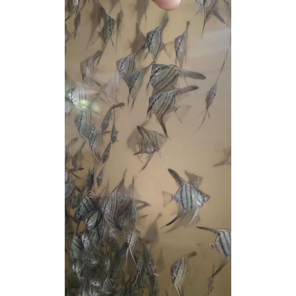 blue pinoy layang layang manfish aquascape akuarium