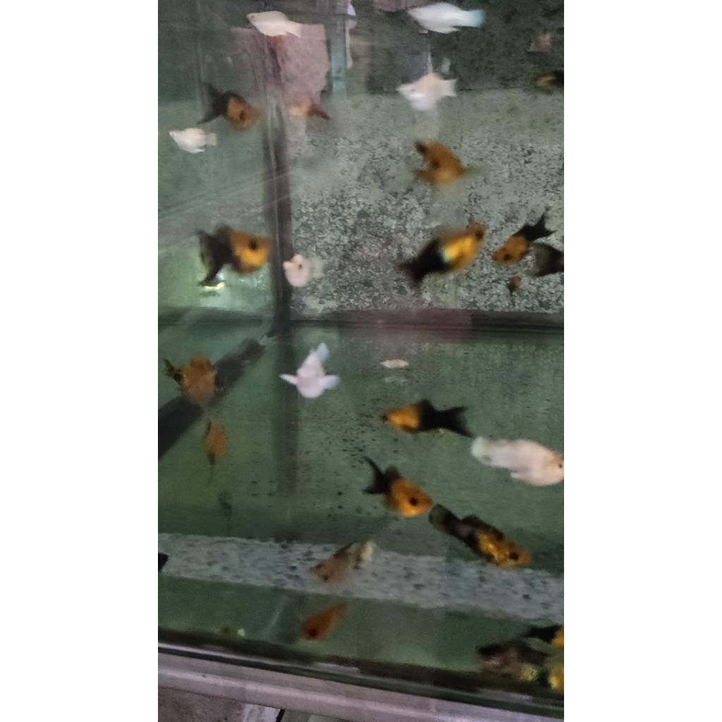 molly black balon cawang golden black grade A