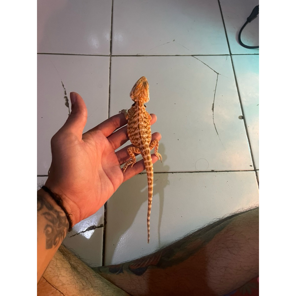 Bearded Dragon