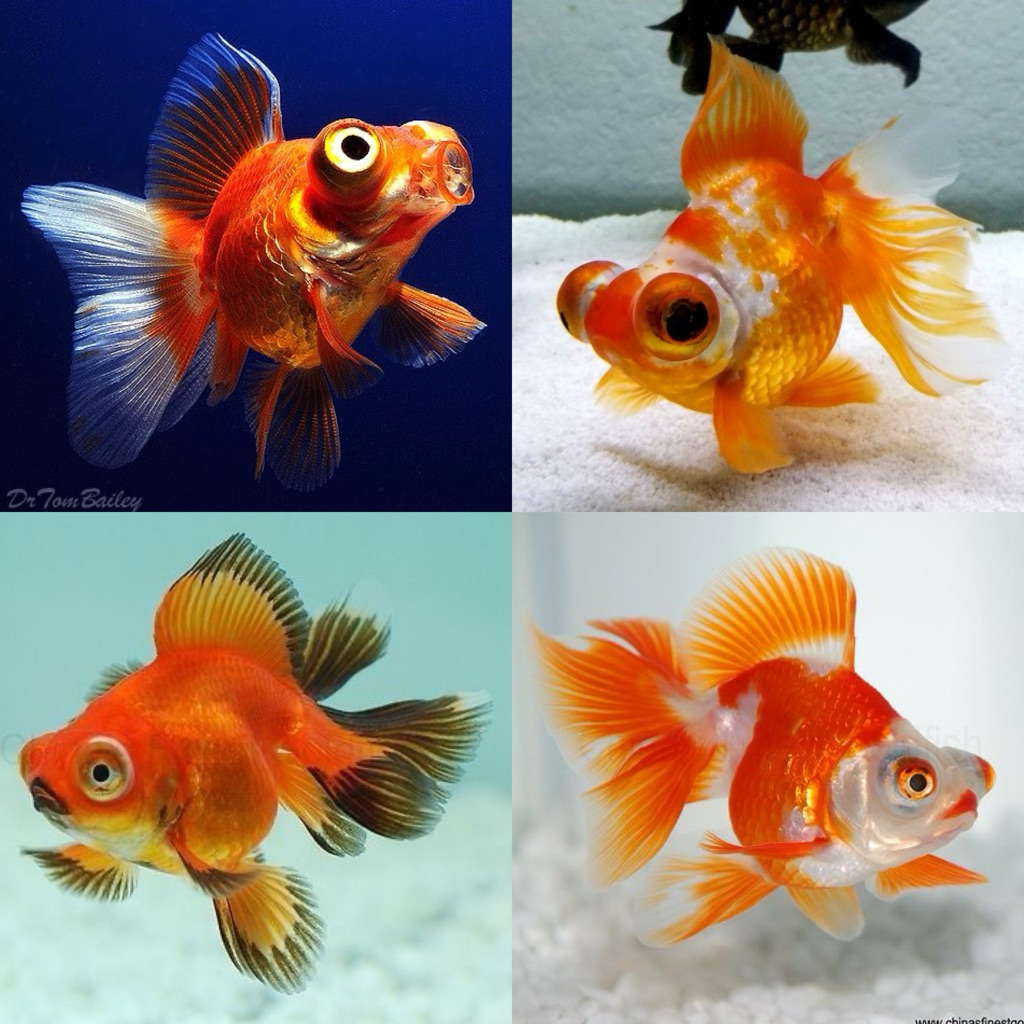 [Chan Aquatic] Ikan Hias Koki Demekin | Size 6-7cm