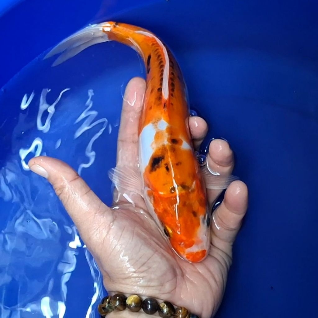 Ikan Koi Blitar Jenis Sanke / Rumah Koi Jakarta / kode 0052