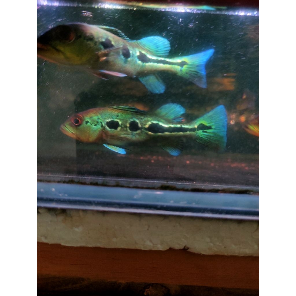Pbass Orinoco 10-12cm