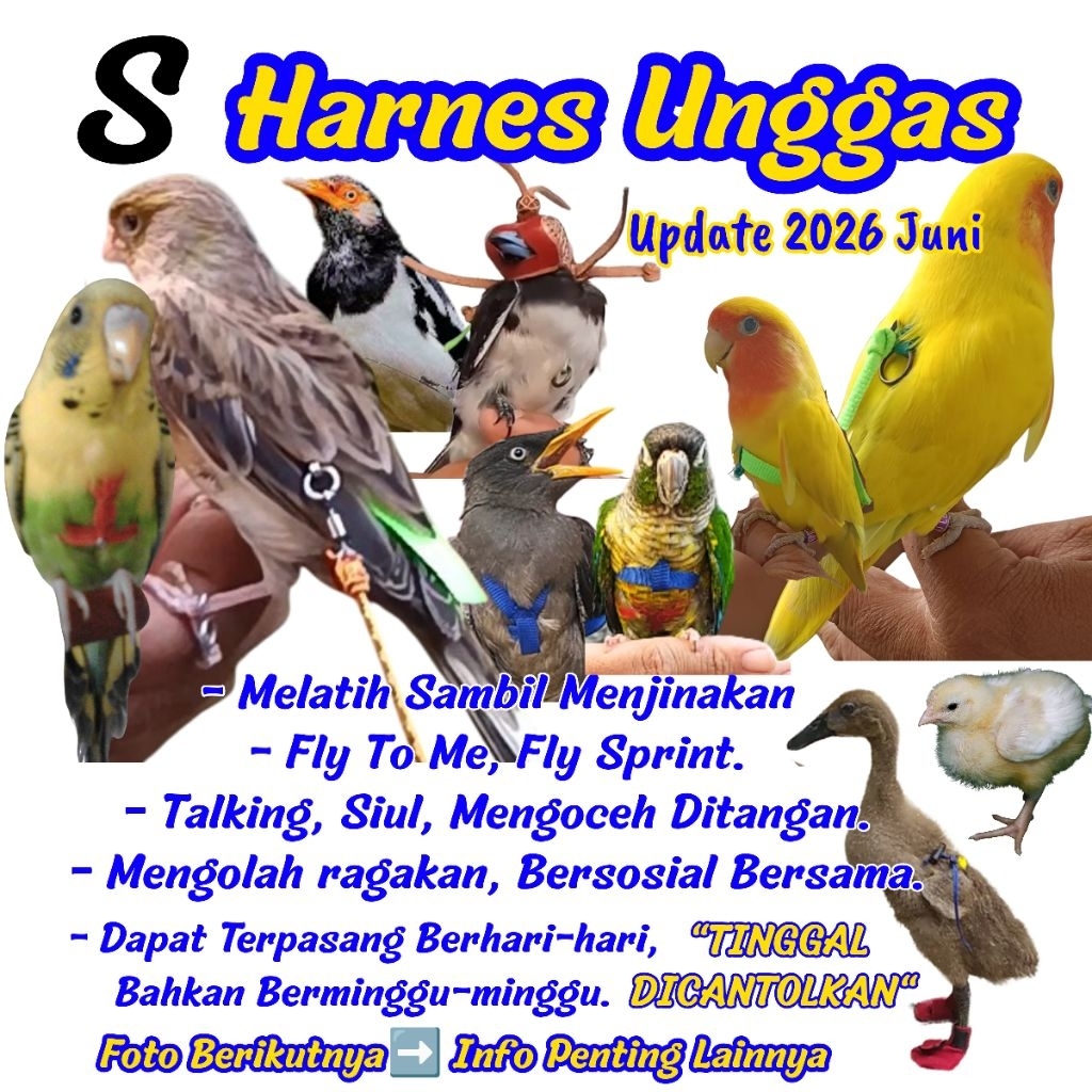 HARNESS Burung parrot murai bat  - kenari -Parkit Budgerigar  -Parotlet -Lioneted - kekep kutilang c