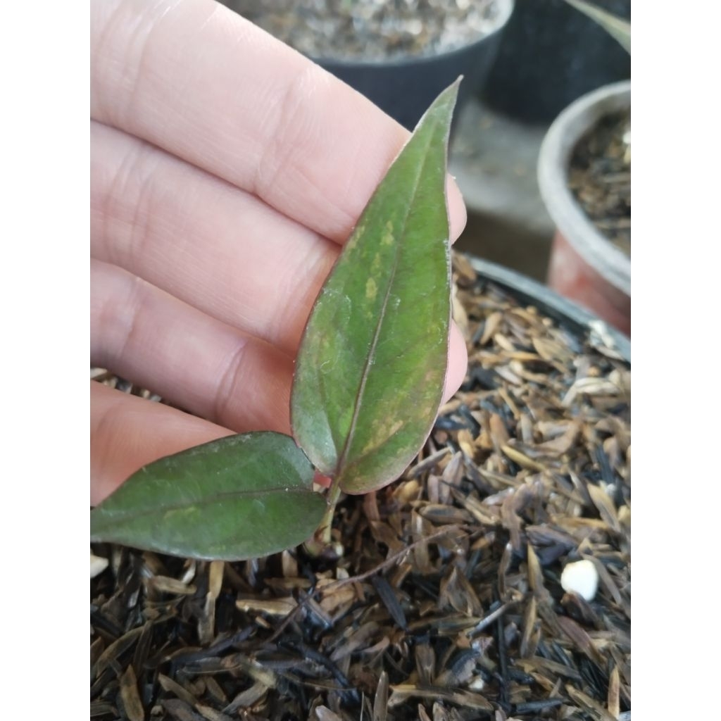 anthurium hokeri pink red blood trah panas