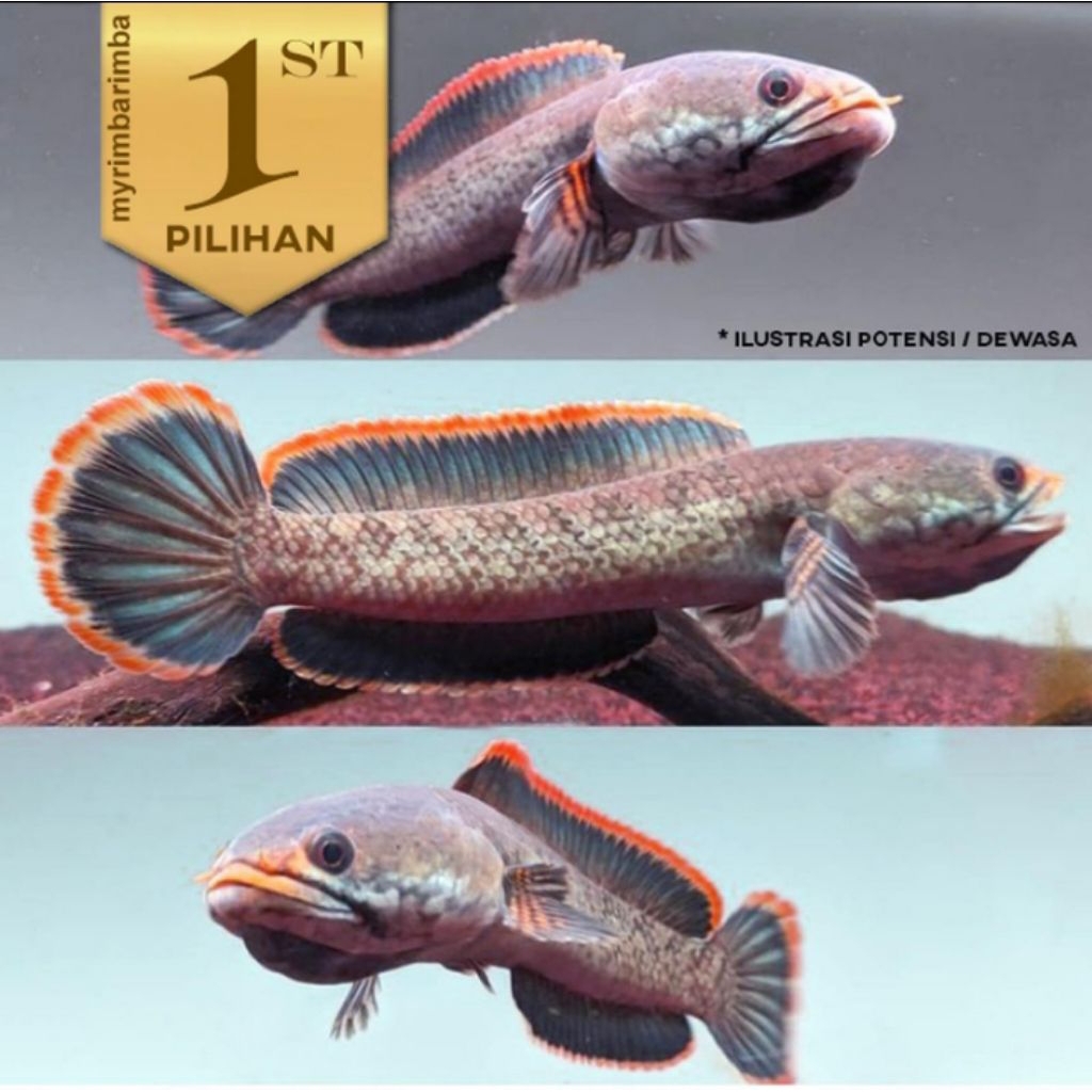 Channa Limbata Ikan Hias Predator Hiasan Aquarium Tanaman Air Tawar -