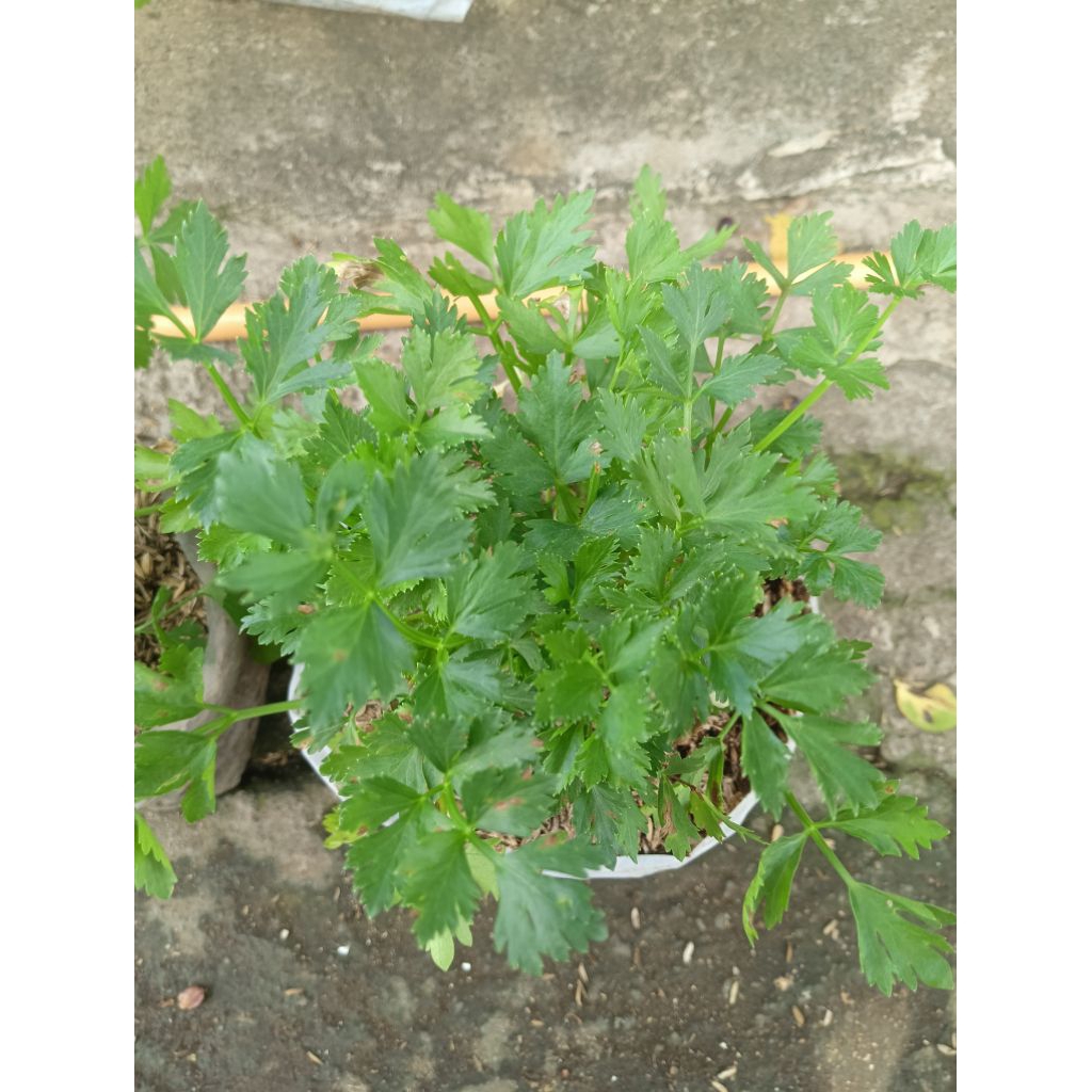 bibit daun seledri