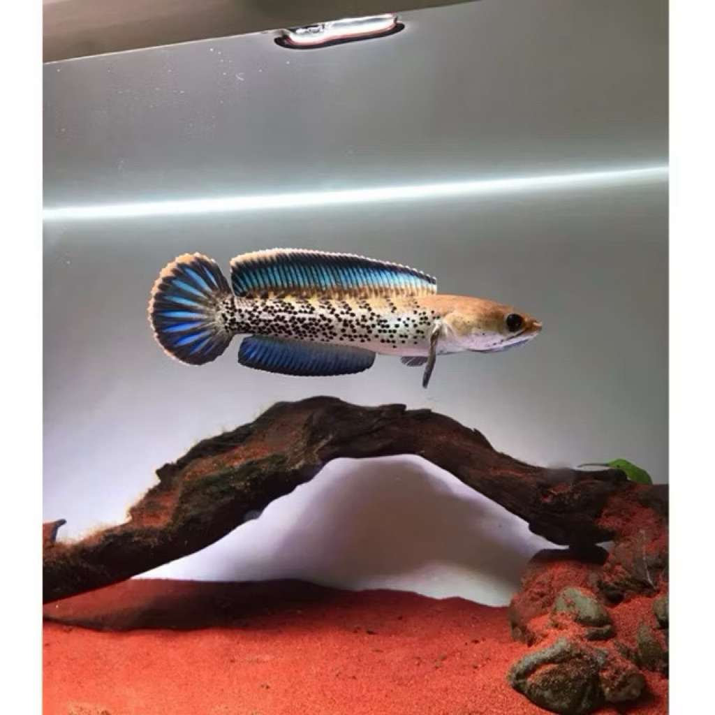 Stewarti Berkualitas Premium 8-10CM