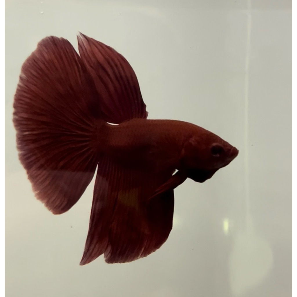 cupang halfmoon super red