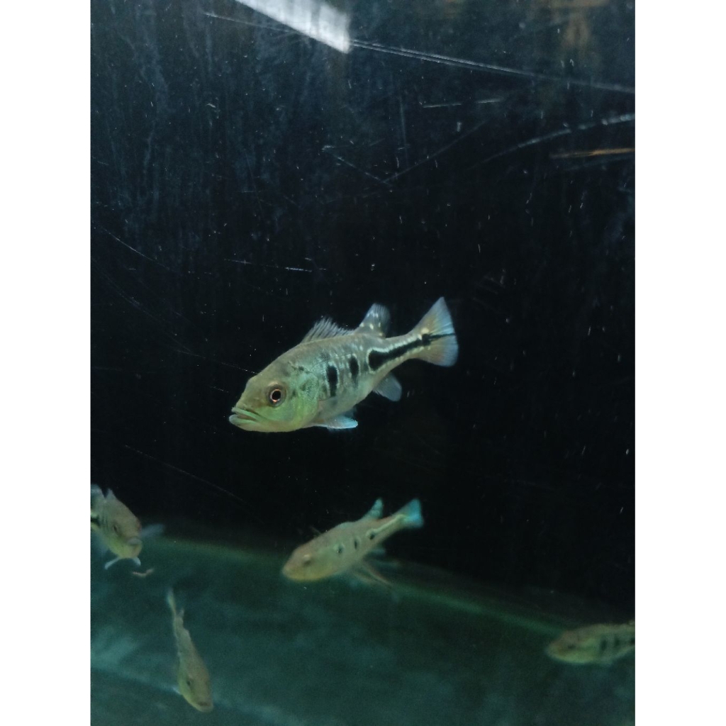 Pbass Monoblok Mono GM Size 8-10cm Grade AA
