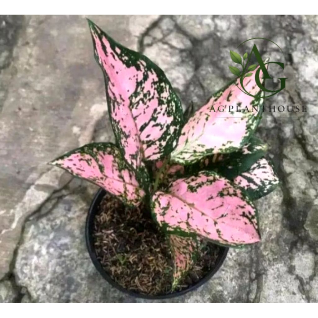 Tanaman Hias Aglonema Lady Valentine - Pohon Aglonema Lady Valentine - Lady Valentine