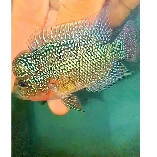 HIASAN LOUHAN CILNONG