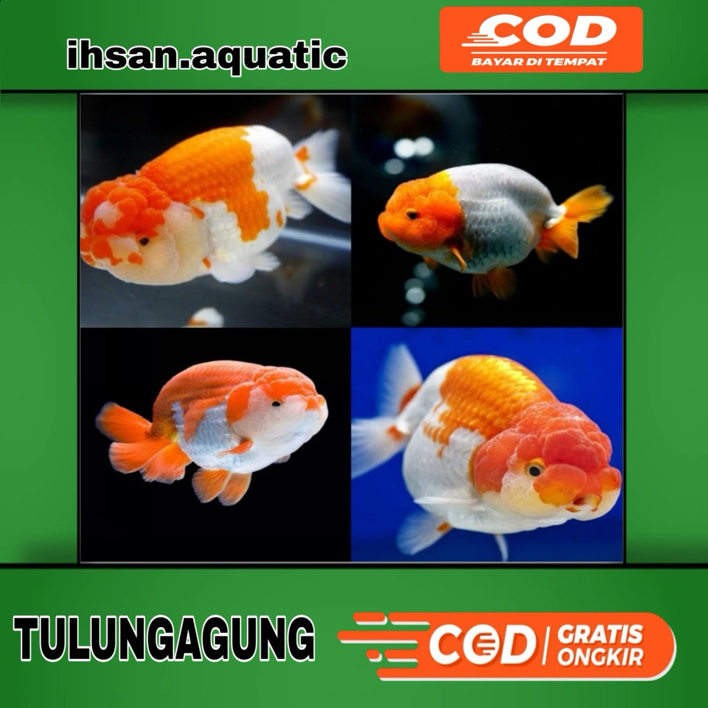 ranchu buffalo Rw red white super jambul nonong 9-12cm
