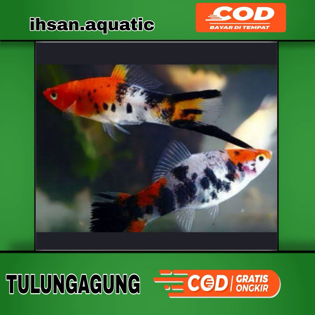Platy Sanke-platy sanke seapasang siap pijah bergaransi