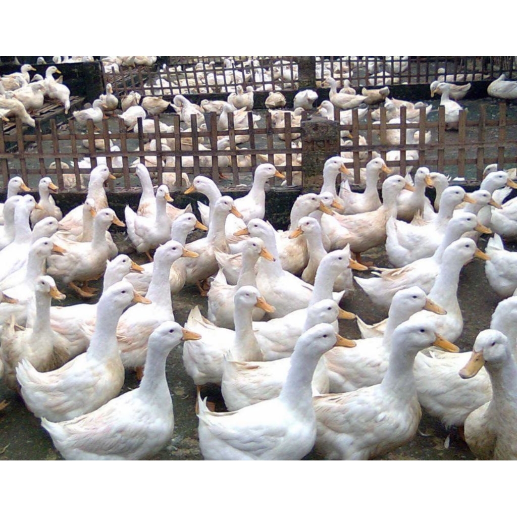 Fertil telur bebek Peking (pedaging) siap tetas
