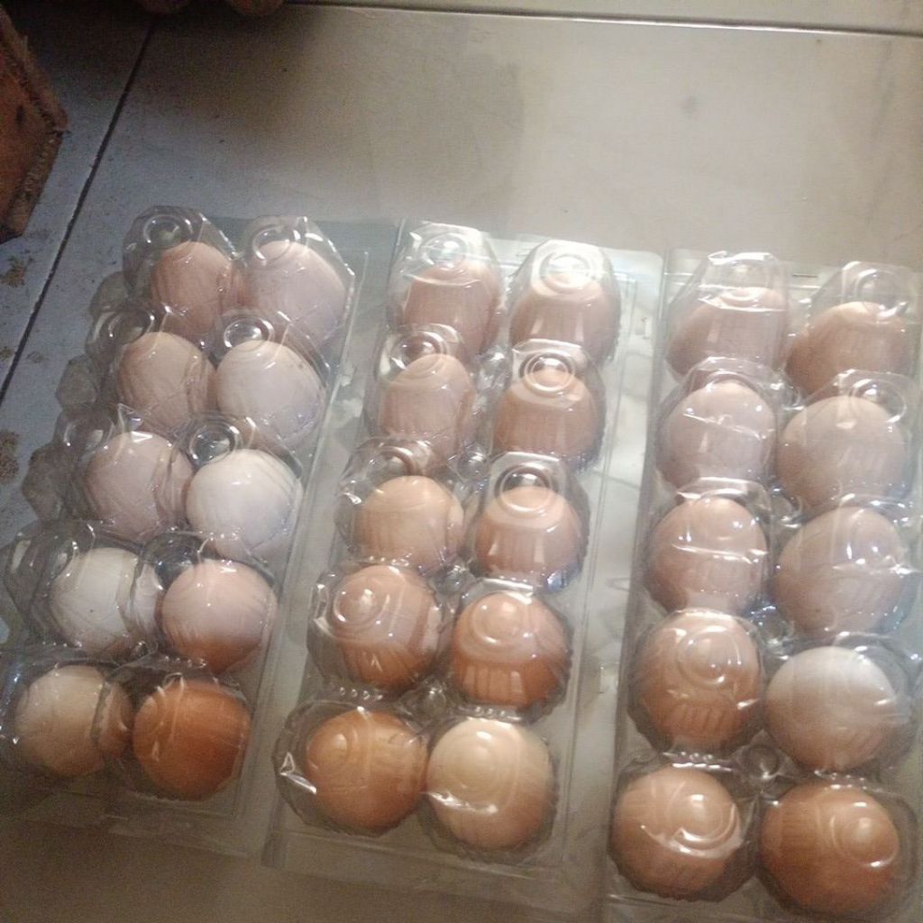 telur ayam kampung buat jamu
