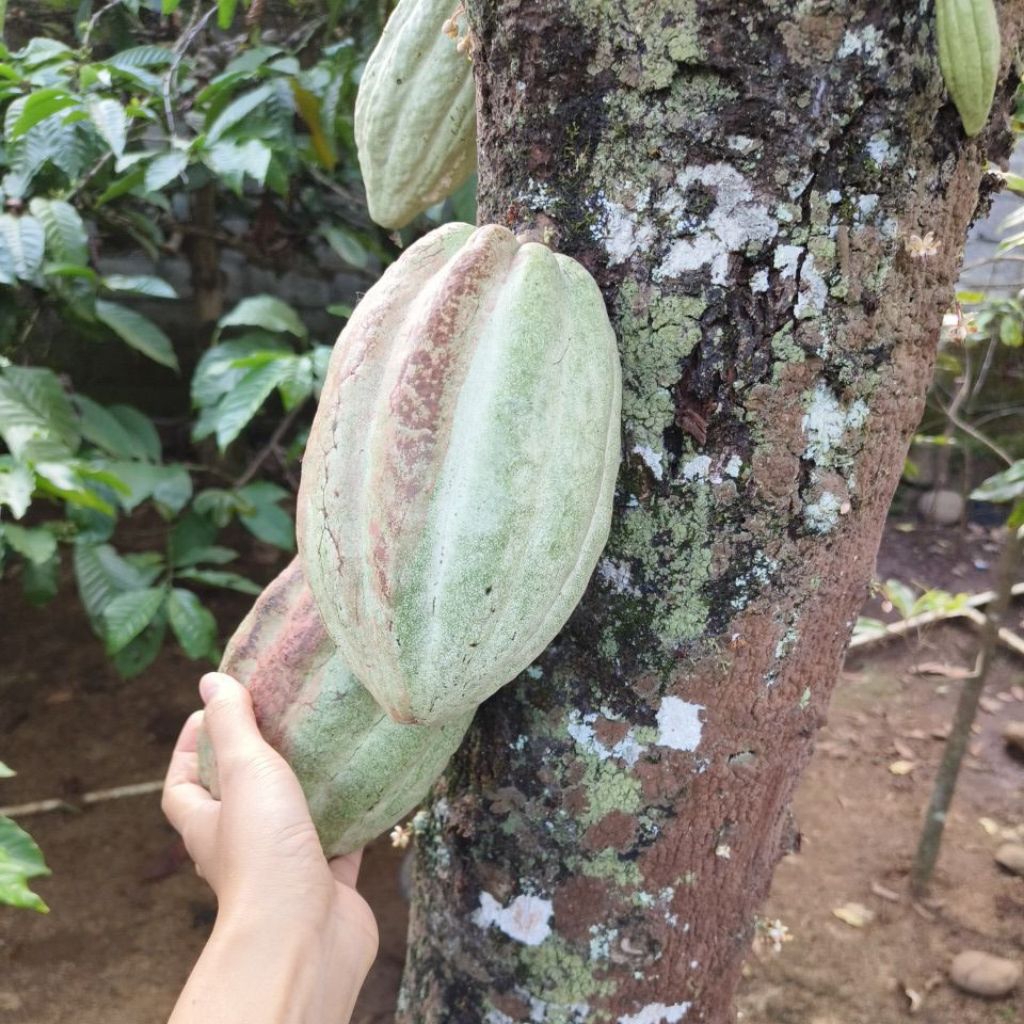 BUAH KAKAO