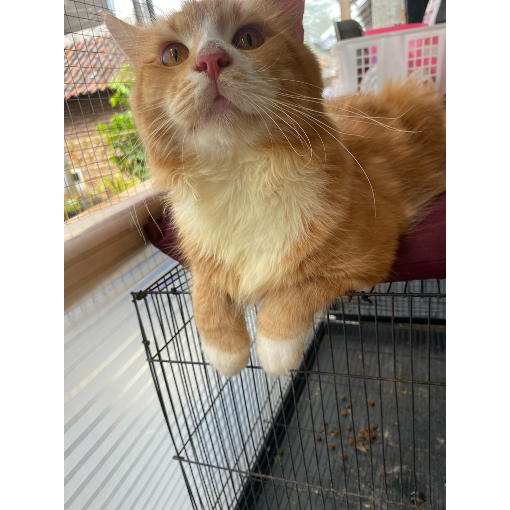Open Adopt Mainecoon Cats Jantan Sehat
