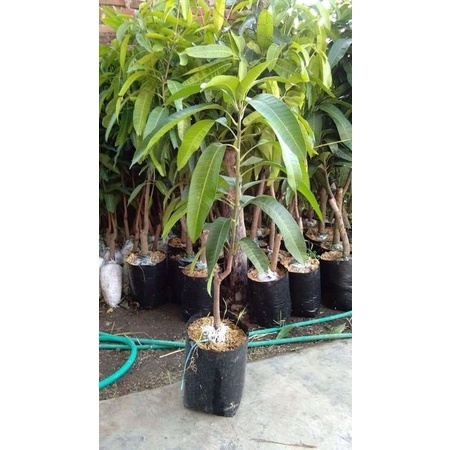 Bibit pohon mangga kiojay
