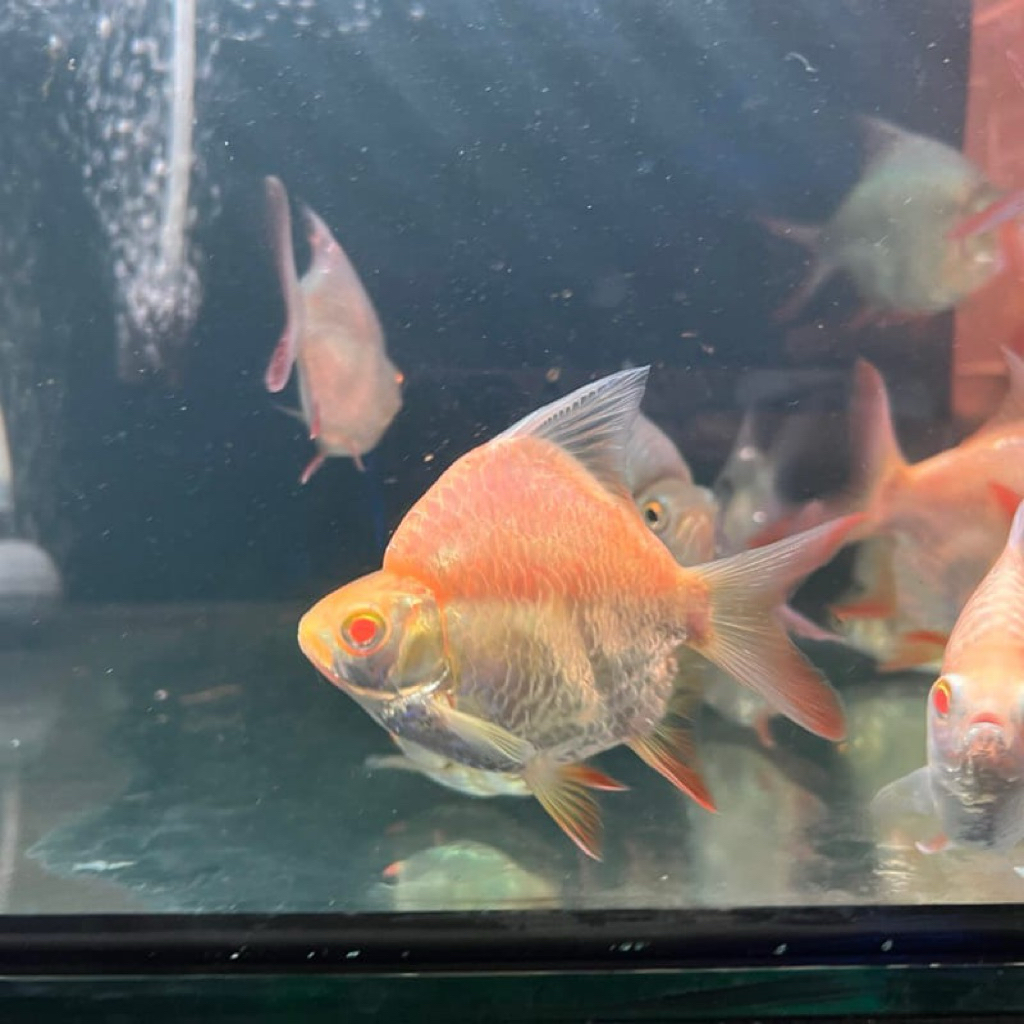 Hiasan Aquarium Kaviat Short Body King | Berkualitas Bergaransi (COD)