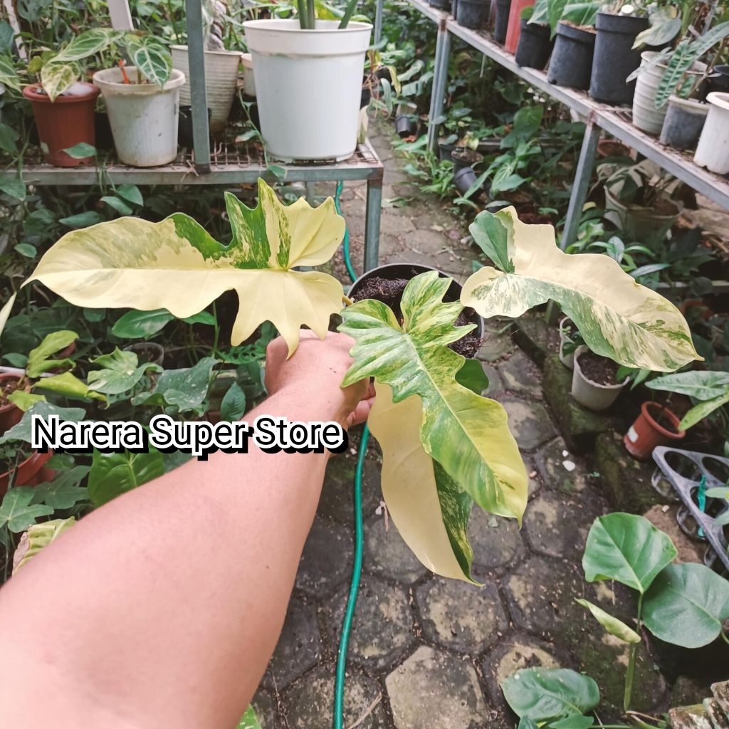 Tanaman Hias Philodendron Flobe x Mayoi Variegata Varigated Varigata Real Pict Murah Ekonomis