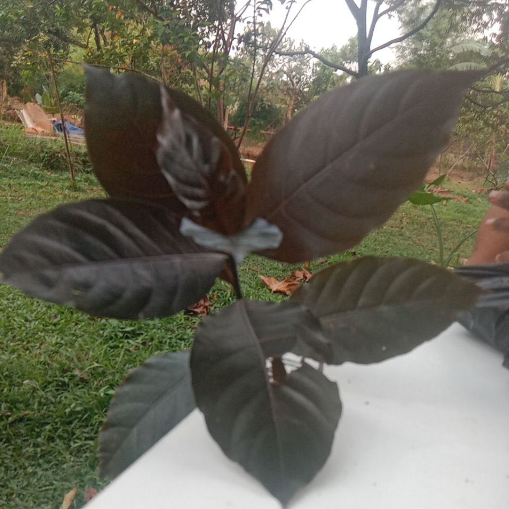 Daun Handeuleum/Daun Ungu