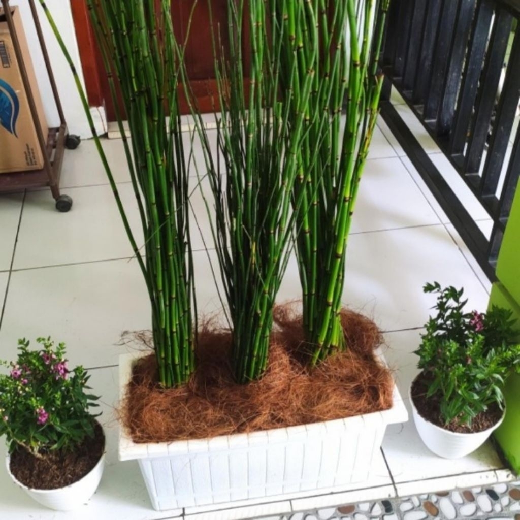 tanaman hias paket bambu lidi + pot panjang