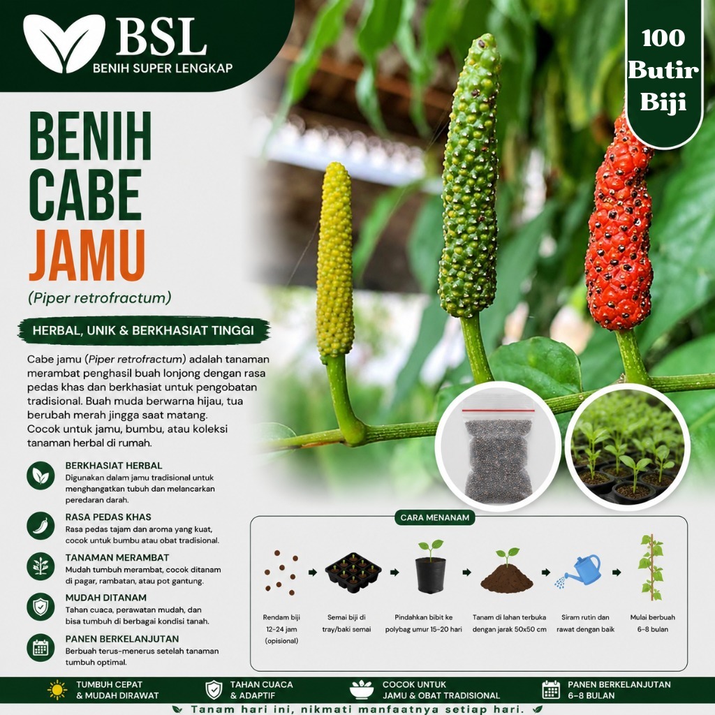 ( 100 Butir ) Benih Biji Cabe Jamu | Cabe Jawa | Cabai Jawa | Piper Retrofractum Vahl | UKI BIBIT