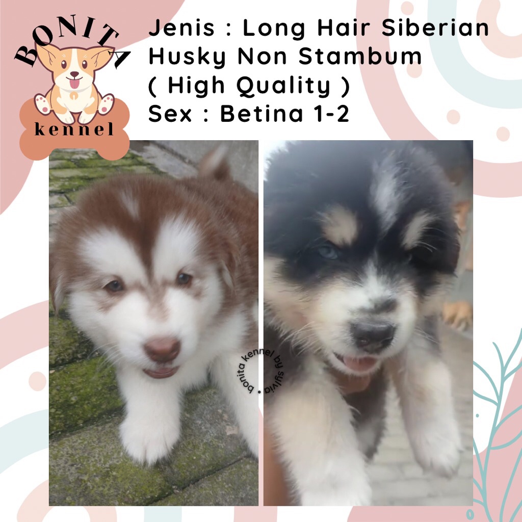 Siberian Husky Long Hair Non Stambum Grey Copper Anak Anjing Husky Jantan Betina