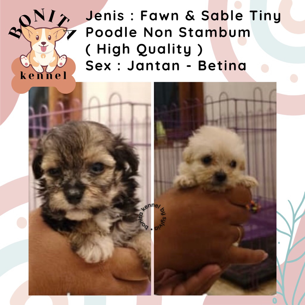 Apricot White Tiny Tea Cup Poodle Non Stambum Anakan Anjing Poodle Putih
