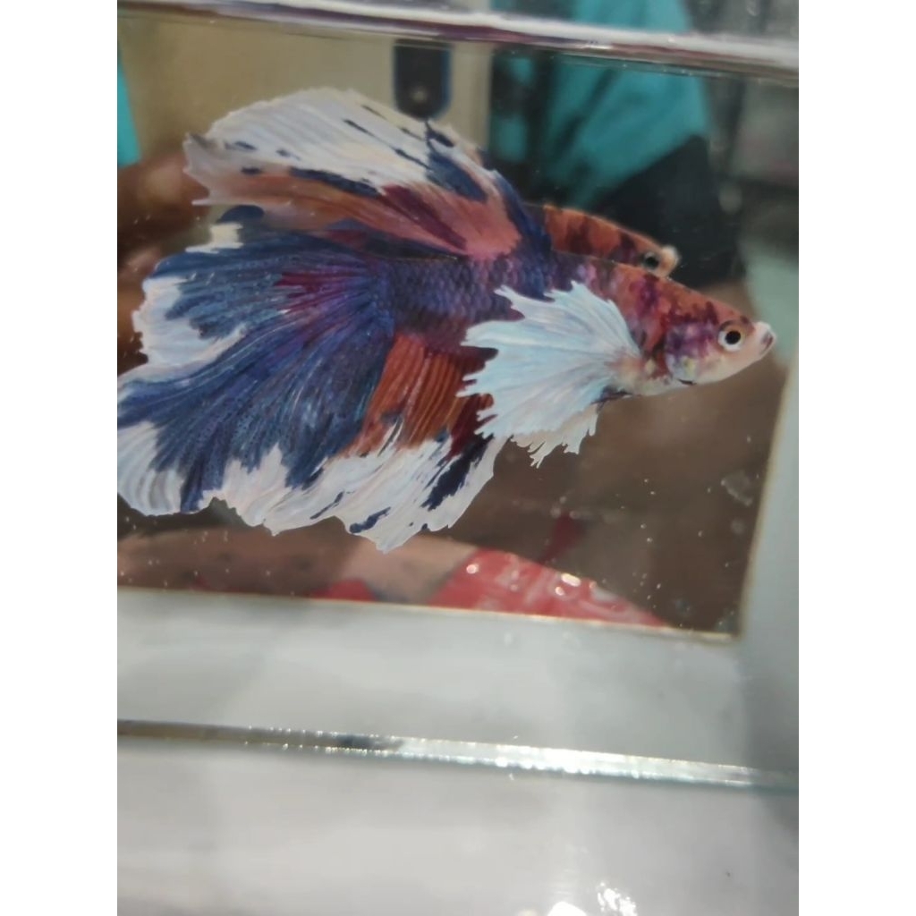 Ikan Hias Cupang Halfmoon Dumbo Ear Multicolor