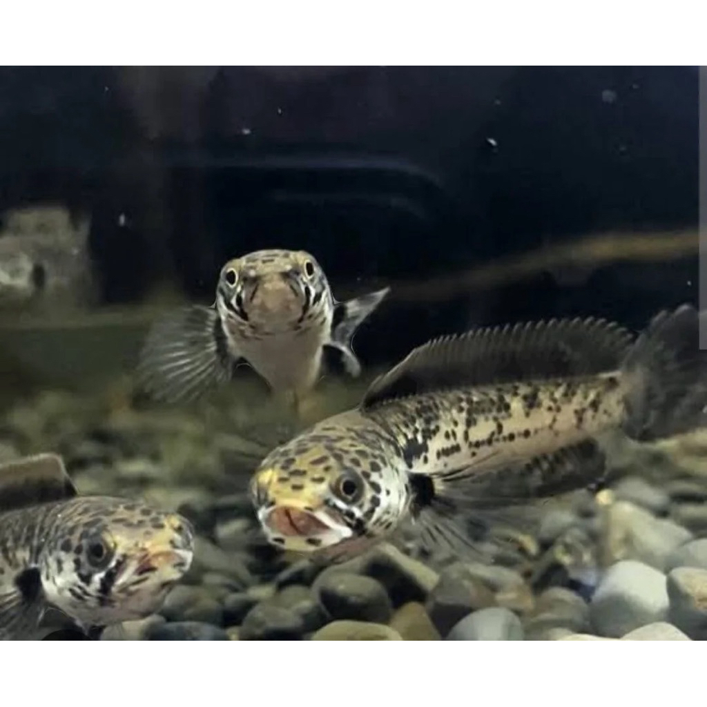 Channa Limbata Granit Granite 4-5cm Baby Kualitas Mantap