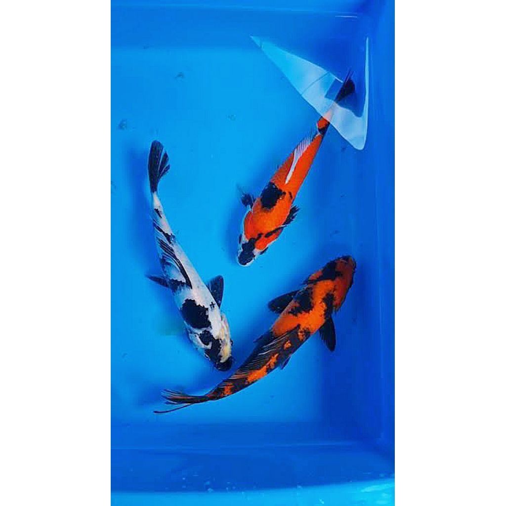 koi showa shiro utsuri calon jumbo 17-20 cm pengisi aquarium dan kolam