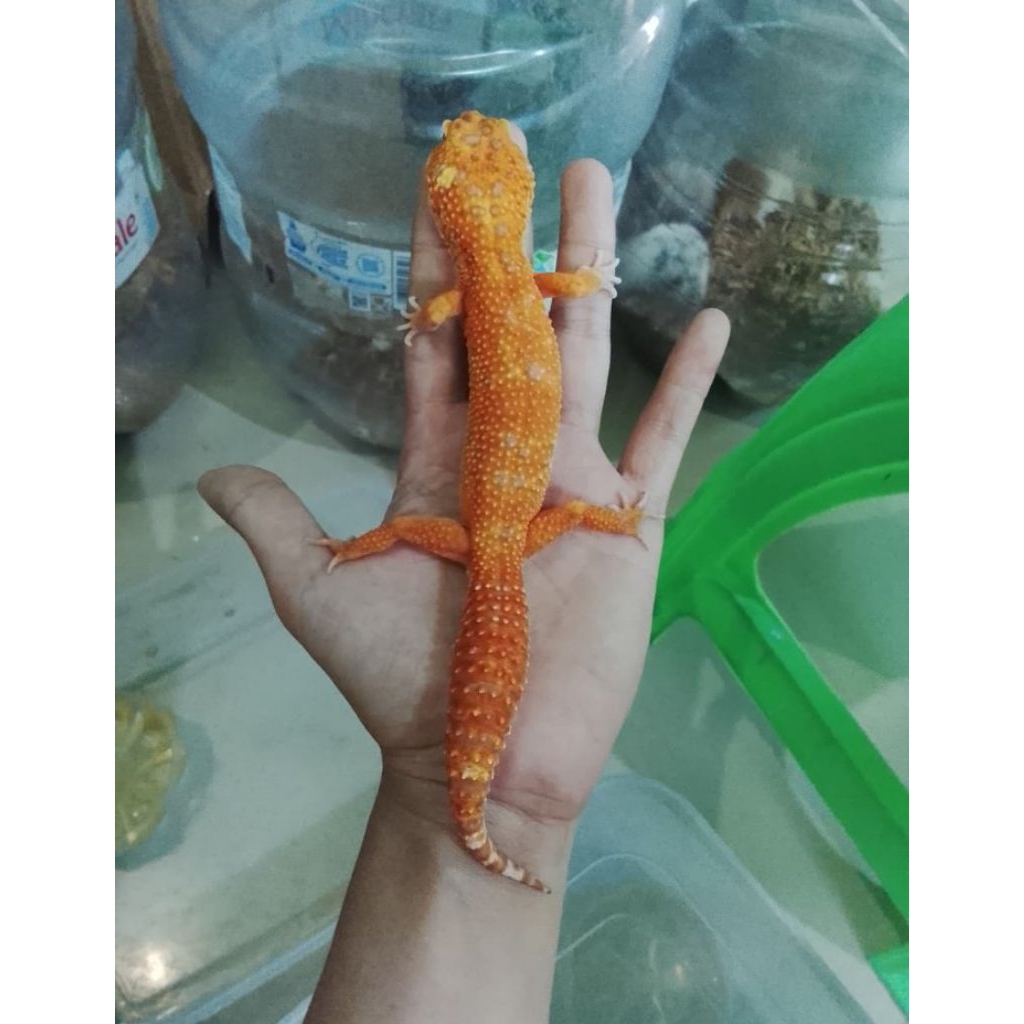mainan gecko leopard Tremper lavender male free Waterdish